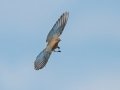 Mountain Bluebird - Rangeland Rd, Ramona Grasslands Preserve, San Diego, California, 11/15/2019