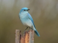 Mountain Bluebird