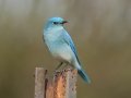 Mountain Bluebird - Rangeland Rd, Ramona Grasslands Preserve, San Diego, California, 1/7/2017