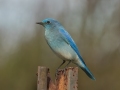 Mountain Bluebird