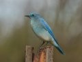 Mountain Bluebird - Rangeland Rd, Ramona Grasslands Preserve, San Diego, California, 1/7/2017