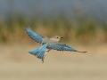 Mountain Bluebird