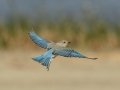 Mountain Bluebird - Rangeland Rd, Ramona Grasslands Preserve, San Diego, California, 11/15/2019