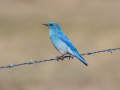 Mountain Bluebird