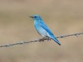 Mountain Bluebird - Rangeland Rd, Ramona Grasslands Preserve, San Diego, California, 2/11/2018