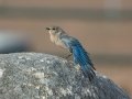Mountain Bluebird - Rangeland Rd, Ramona Grasslands Preserve, San Diego, California, 12/2/2013