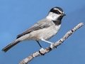 Mountain Chickadee