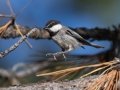 Mountain Chickadee