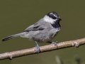 Mountain Chickadee
