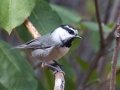 Mountain Chickadee