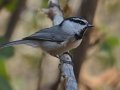 Mountain Chickadee