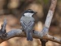 Mountain Chickadee