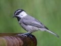Mountain Chickadee