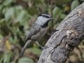 Mountain Chickadee
