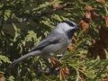 Mountain Chickadee