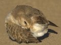 Mountain Plover