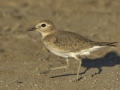 Mountain Plover