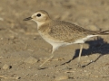 Mountain Plover