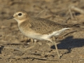 Mountain Plover