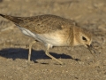 Mountain Plover