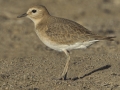 Mountain Plover