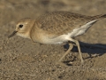 Mountain Plover