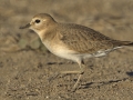 Mountain Plover