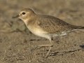 Mountain Plover