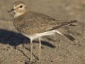 Mountain Plover