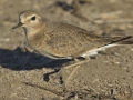 Mountain Plover