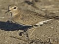 Mountain Plover