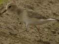 Mountain Plover