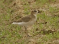 Mountain Plover