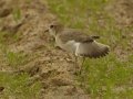 Mountain Plover