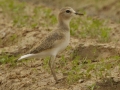 Mountain Plover