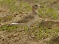 Mountain Plover