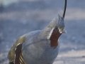 Mountain Quail