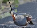 Mountain Quail