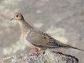 Mourning Dove
