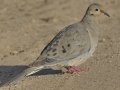 Mourning Dove
