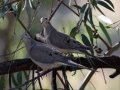 Mourning Dove