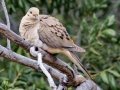 Mourning Dove