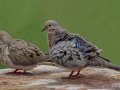 Mourning Dove