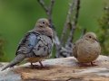 Mourning Dove