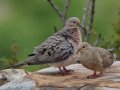 Mourning Dove