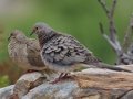 Mourning Dove