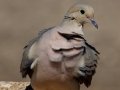Mourning Dove