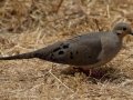 Mourning Dove