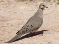Mourning Dove
