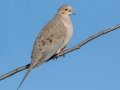Mourning Dove